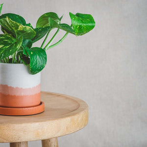 cord&iron concrete plant pot with rust colour plate tray in layered colours of rust ombre featuring plant